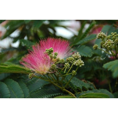 Bloemen-flowers Albizia julibrissin - Perzische Slaapboom - Zijdeboom