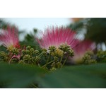 Bloemen-flowers Albizia julibrissin