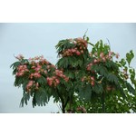 Bloemen-flowers Albizia julibrissin - Acacia de Constantinople