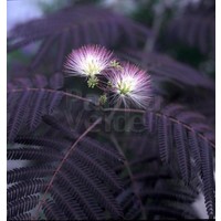 Bloemen-flowers Albizia julibrissin Summer Chocolate