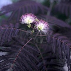 Bloemen-flowers Albizia julibrissin Summer Chocolate