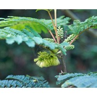 Bloemen-flowers Albizia lophantha - Paraserianthes lophantha