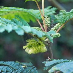 Bloemen-flowers Albizia lophantha - Paraserianthes lophantha