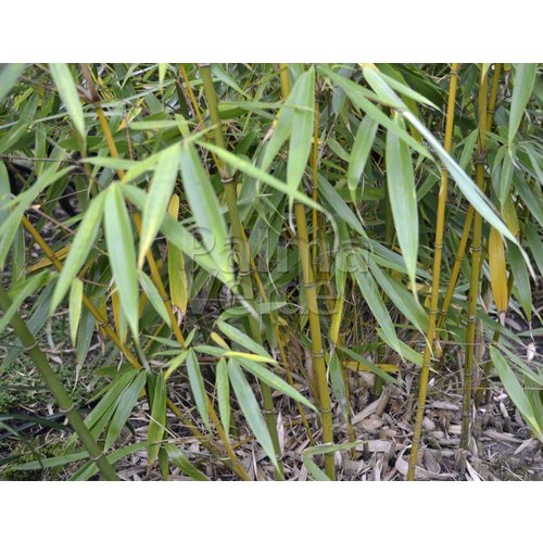 Bamboe-bamboo Fargesia robusta Wolong