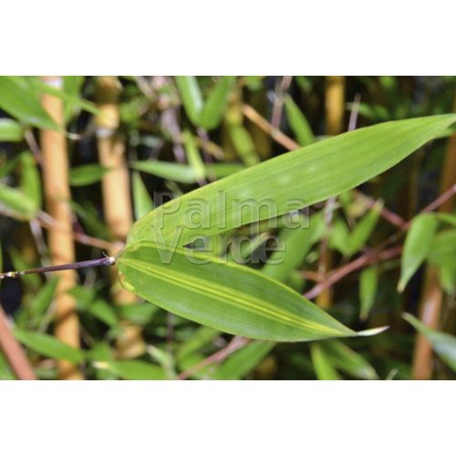 Bamboe-bamboo Phyllostachys aureosulcata Aureocaulis