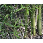 Bamboe-bamboo Phyllostachys atrovaginata - Phyllostachys congesta