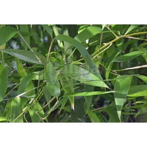 Bamboe-bamboo Phyllostachys atrovaginata - Phyllostachys congesta
