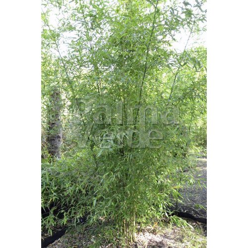 Bamboe-bamboo Phyllostachys atrovaginata - Phyllostachys congesta