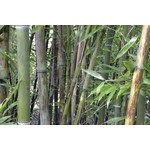 Bamboe-bamboo Phyllostachys nigra Boryana