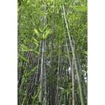 Bamboe-bamboo Phyllostachys nigra Boryana