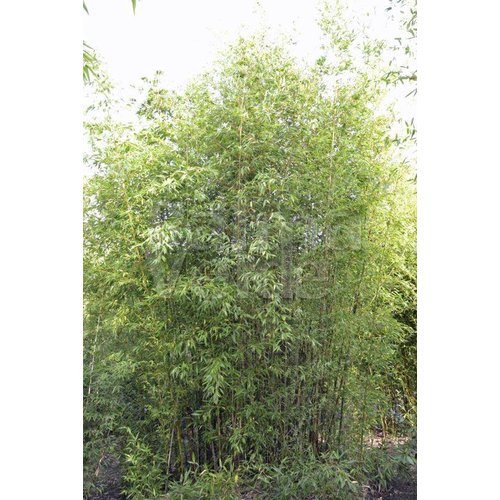 Bamboe-bamboo Phyllostachys nigra Boryana