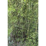 Bamboe-bamboo Phyllostachys nigra Boryana