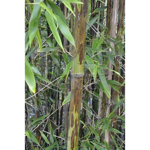 Bamboe-bamboo Phyllostachys nigra Boryana