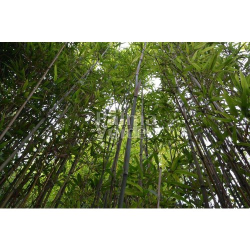 Bamboe-bamboo Fargesia robusta Campbell