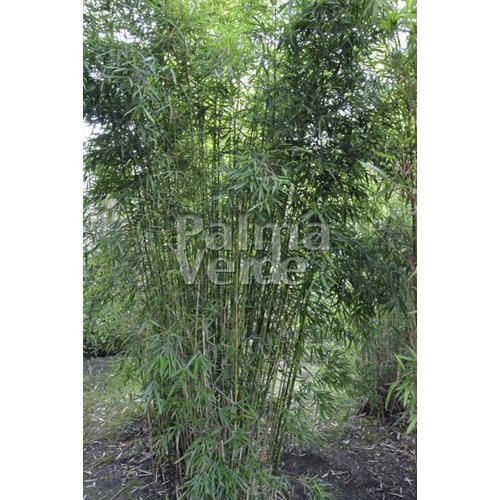 Bamboe-bamboo Fargesia robusta Campbell