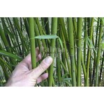 Bamboe-bamboo Fargesia robusta Campbell