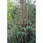 Bamboe-bamboo Pseudosasa japonica