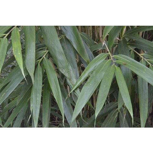 Bamboe-bamboo Pseudosasa japonica