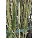 Bamboe-bamboo Pseudosasa japonica