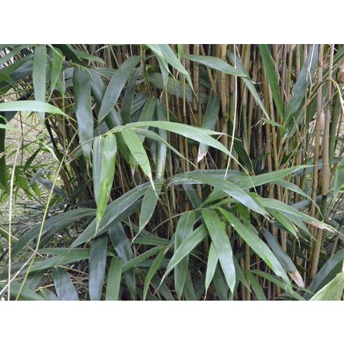 Bamboe-bamboo Pseudosasa japonica