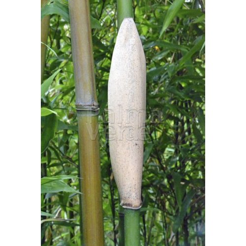 Bamboe-bamboo Semiarundinaria fastuosa