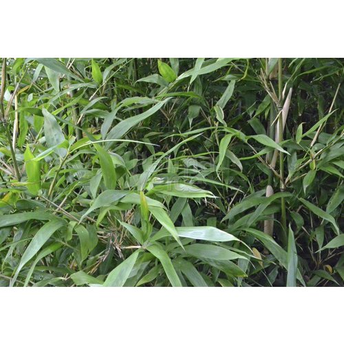 Bamboe-bamboo Semiarundinaria fastuosa