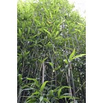 Bamboe-bamboo Semiarundinaria fastuosa