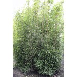 Bamboe-bamboo Semiarundinaria fastuosa