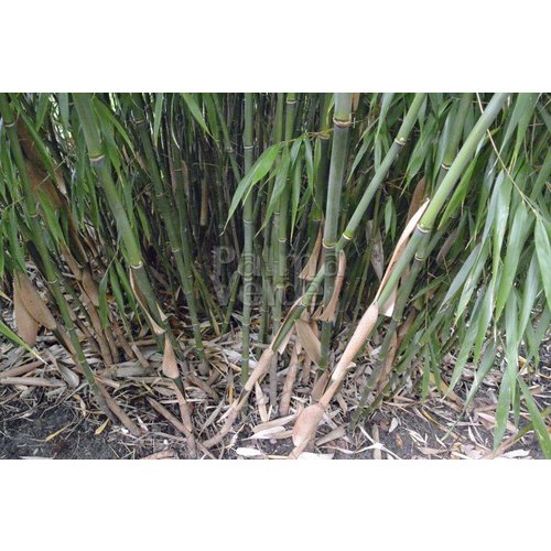 Bamboe-bamboo Fargesia scabrida - Asian Wonder