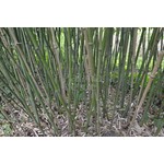 Bamboe-bamboo Phyllostachys bissetii