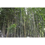 Bamboe-bamboo Fargesia robusta Pingwu