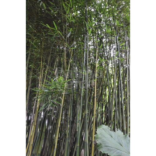 Bamboe-bamboo Fargesia robusta Pingwu