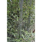 Bamboe-bamboo Phyllostachys nigra Henonis