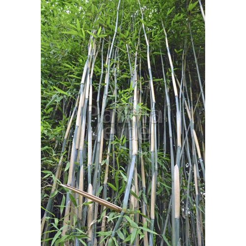 Bamboe-bamboo Fargesia nitida Great Wall