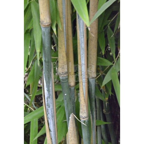 Bamboe-bamboo Fargesia nitida Great Wall