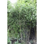 Bamboe-bamboo Fargesia nitida Great Wall