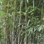 Bamboe-bamboo Phyllostachys humilis