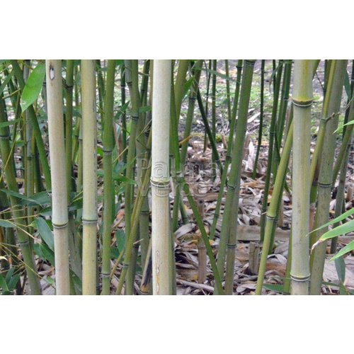 Bamboe-bamboo Phyllostachys humilis