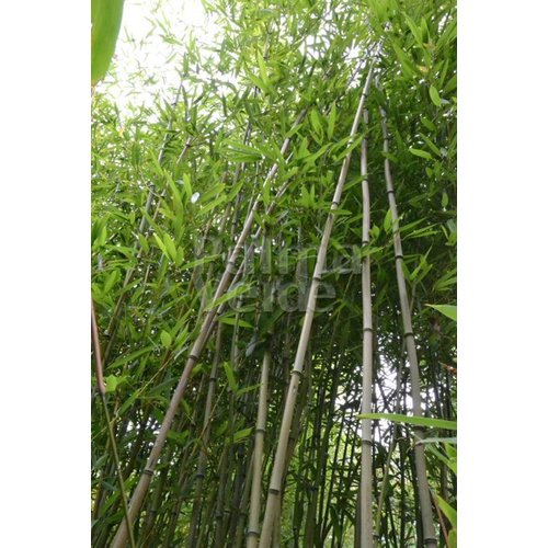 Bamboe-bamboo Phyllostachys humilis