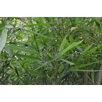 Bamboe-bamboo Phyllostachys humilis