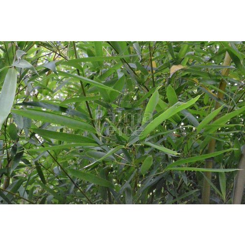 Bamboe-bamboo Phyllostachys humilis