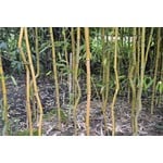 Bamboe-bamboo Phyllostachys aureosulcata Spectabilis