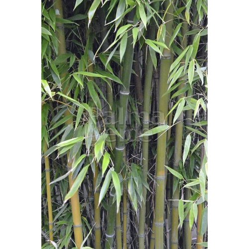 Bamboe-bamboo Phyllostachys nigra Henonis