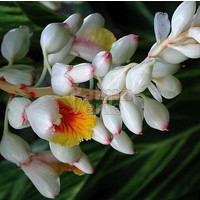 Bloemen-flowers Alpinia zerumbet Variegata - Ginger