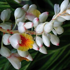 Bloemen-flowers Alpinia zerumbet Variegata - Gember