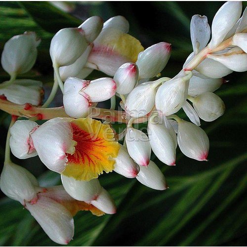 Bloemen-flowers Alpinia zerumbet Variegata - Ginger