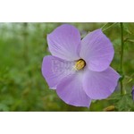Bloemen-flowers Alyogyne huegelii