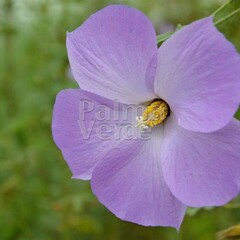 Bloemen-flowers Alyogyne huegelii - Blauwe malva