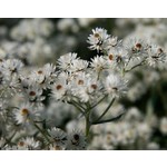 Bloemen-flowers Anaphalis triplinervis - Siberische edelweiss