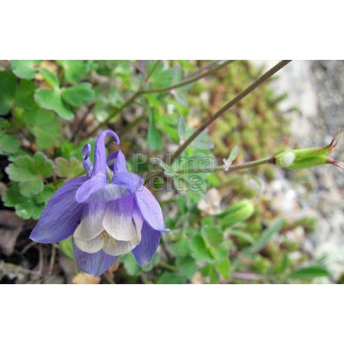 Bloemen-flowers Aquilegia flabellata Mini Star - Akelei